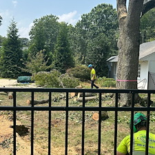 Weeping-Cherry-Tree-Removals-in-Chestertown-MD 0